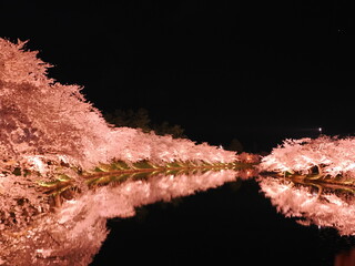 弘前さくらまつりの夜桜