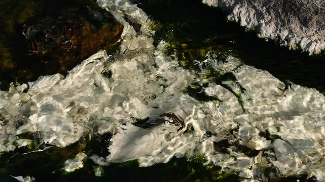 Chloroflexus aurantiacus in hot springs