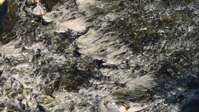 Chloroflexus aurantiacus in hot springs