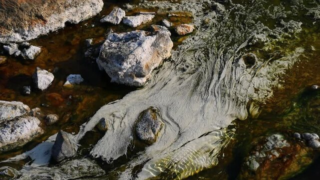 Chloroflexus aurantiacus in hot springs