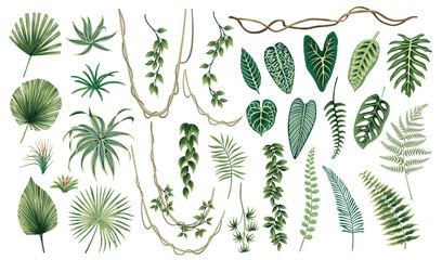 Tropical palm leaves, fern, plants, liana floral set. Exotic botanical elements.	
