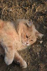 cat lying on the ground