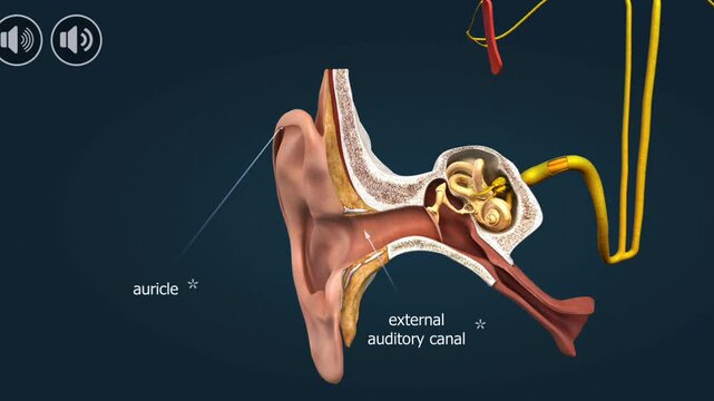 Anatomical parts of human ear