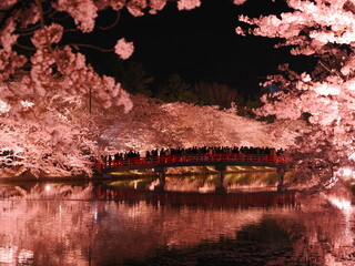 弘前さくらまつりの夜桜