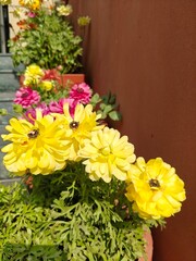 yellow flowers in a pot