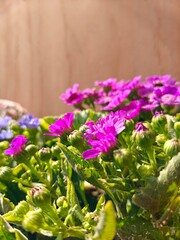 lilac flowers on a wooden background