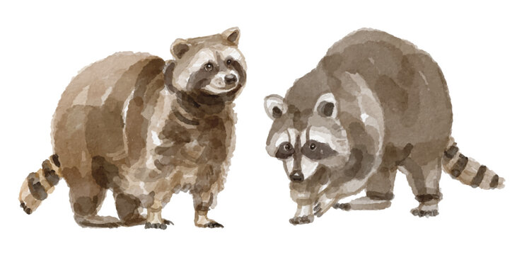 Watercolor set of raccoon for logo, invitations and more