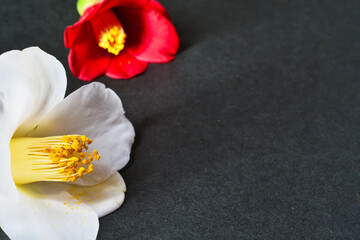 美しい赤い椿と白い椿　黒背景　コピースペースあり　背景素材　Beautiful red camellia and white camellia on black background with copy space background material
