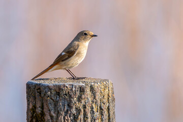 杭に止まるジョウビタキのメス