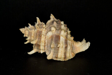 seashell on black background Shell of the Purple Murex or Banded Dye-Murex (Hexaplex trunculus, aka Phyllonotus or Murex trunculus), found in the Mediterranean