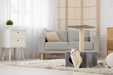 Cute white cat in its house at home