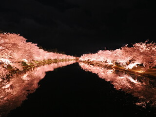 弘前さくらまつりの夜桜