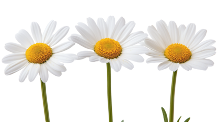 Beautiful daisy flowers isolated on transparent background - high quality png for design projects.