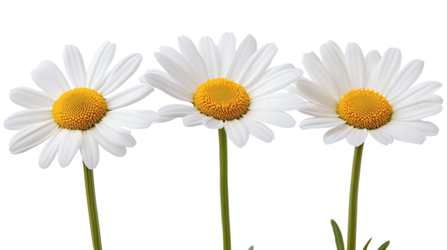 Beautiful daisy flowers isolated on transparent background - high quality png for design projects.