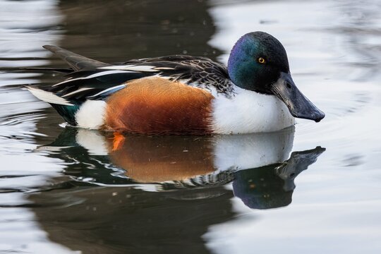 The northern shoveler, a white and brown male duck with iridescent dark green head, bright yellow eyes and typical spatulate bill swimming in a lake. Reflection of the bird in water.
