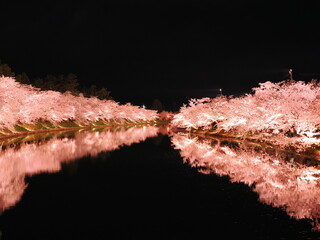 弘前さくらまつりの夜桜