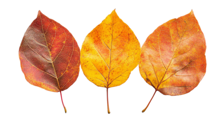 Cottonwood leaves in autumn colors isolated on transparent background.