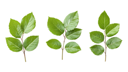 Fresh aronia chokeberry leaves isolated on transparent background - high quality png.