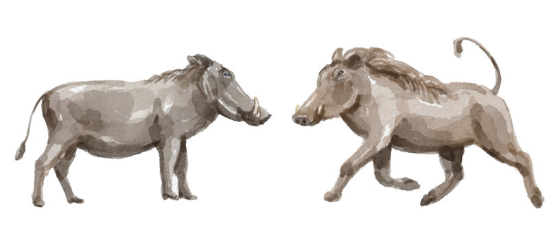 Watercolor set of wild boar for logo, invitations and more