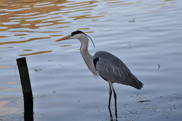 Large bird, Royal Heron inside a lake near a boat dock looking for food, animal world, nature