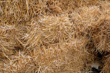 Golden straw bales creating a rustic farm landscape in autumn