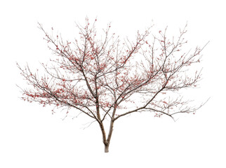 Beautiful bare tree with red blossoms in winter setting for seasonal design or decor, cut out