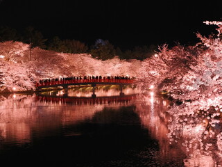弘前さくらまつりの夜桜