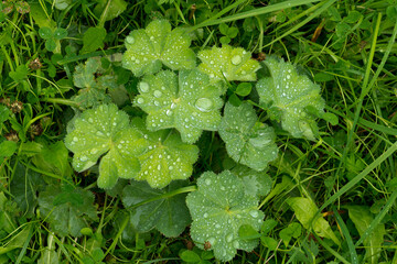 Spitzlappiger Frauenmantel (Alchemilla vulgaris) im Regen