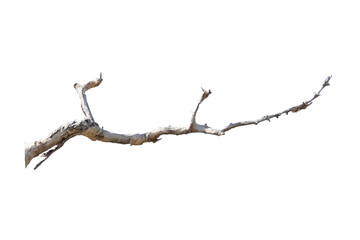 Natural branch, single branch, tree branch