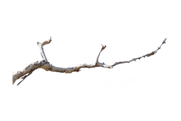 Natural branch, single branch, tree branch