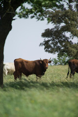 Bull in the field, Foresta Burgos, Sassari Sardinia Italy