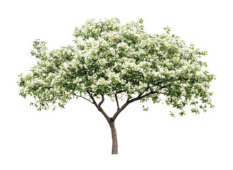 Beautiful flowering tree in full bloom during spring, ideal for nature-themed design projects and print materials, cut out