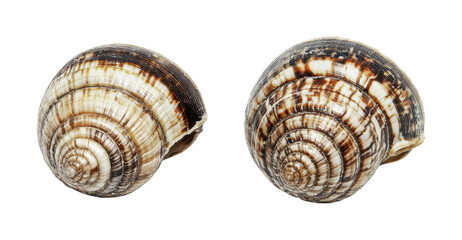 Collection of beautiful sea shells showcasing intricate patterns and textures found along the coastline, perfect for decorative use or craft projects, cut out