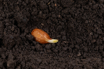Closeup of peanut seed germination in soil. Agriculture, agronomy and farming concept.