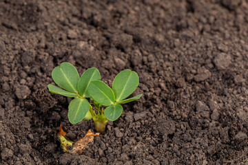 Peanut plant emerging in field. Peanut farming, peanut oil and agriculture industry concept.