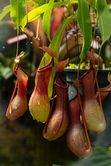 Royal Botanical Garden of Madrid offers a unique visual experience:a journey through exotic plants,rare flowers, and breathtaking biodiversity.A green oasis perfect for editorial and creative projects