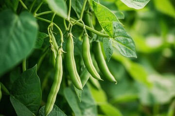 Green beans growing on vine
