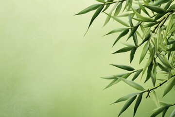 Lush Green Bamboo Leaves Gently Cascading Against a Soft Light Green Background