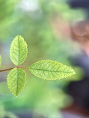 close up fresh jagged green leaves