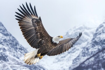 Obraz premium Bald eagle flying over snowy mountains, displaying power and freedom in nature