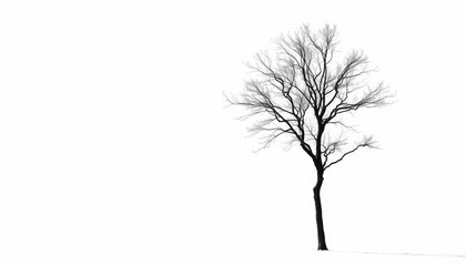 Obraz premium A lone tree stands silhouetted against a pure white backdrop, silhouette, winter