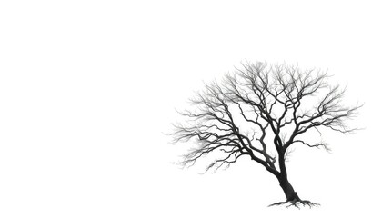 A lone tree, branches reaching skyward, stark against pure white,  woodland,  growth