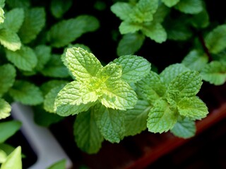 close up of fresh mint leaves