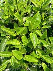 close up of fresh green leaves