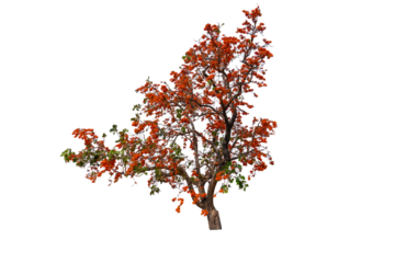 Tropical orange flame red color flower blooming flame of the forest or bastard teak tree  with transparent background.