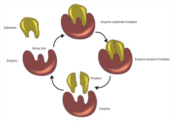 Enzyme substrate model