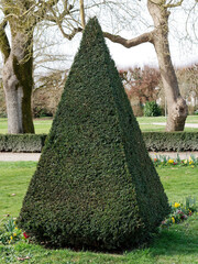 Art topiaire : arbre taillé en forme de pyramide dans un parc