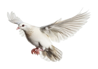 Obraz premium White dove in flight symbolizes peace and unity, ideal for greeting cards, artwork, and personal projects, cut out