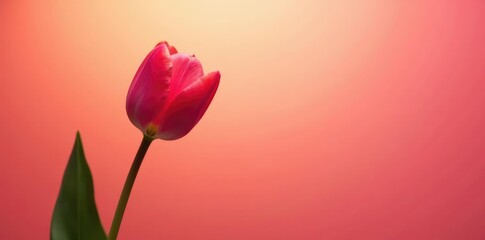 Pink tulip silhouetted against bright yellow petals, surreal, Yellow and pink, tulips