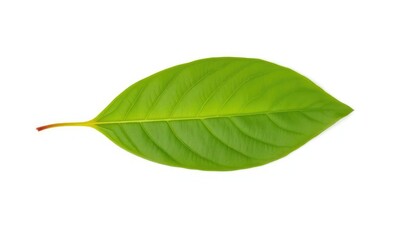 Obraz premium Single leaf, isolated on pure white background, red, brown